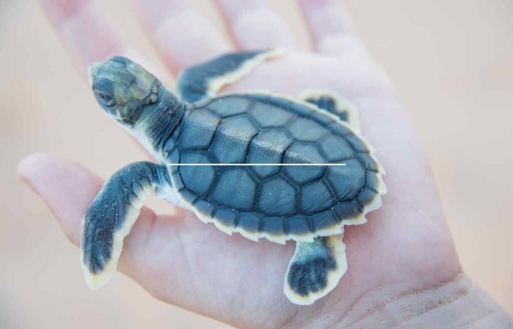 Flatback sea turtle sitting in human hand.