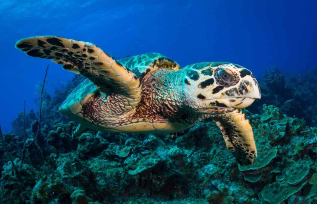 Hawksbill sea turtle swimming in the ocean.