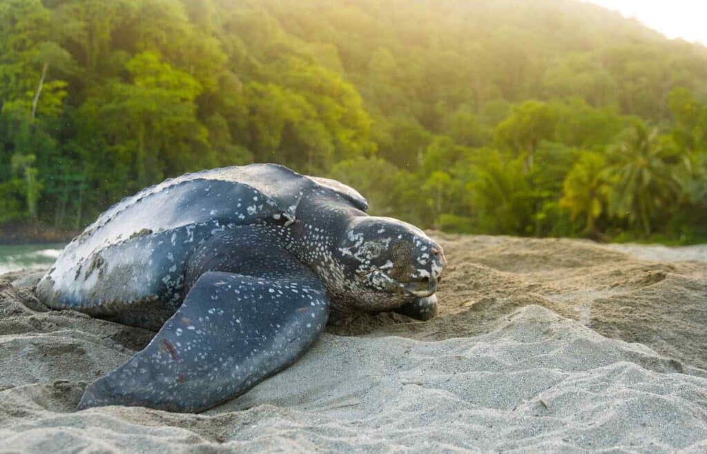 Leatherback sea turtle on the beach.