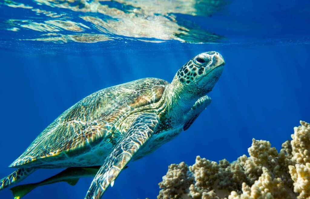 Loggerhead sea turtle swimming in the ocean.