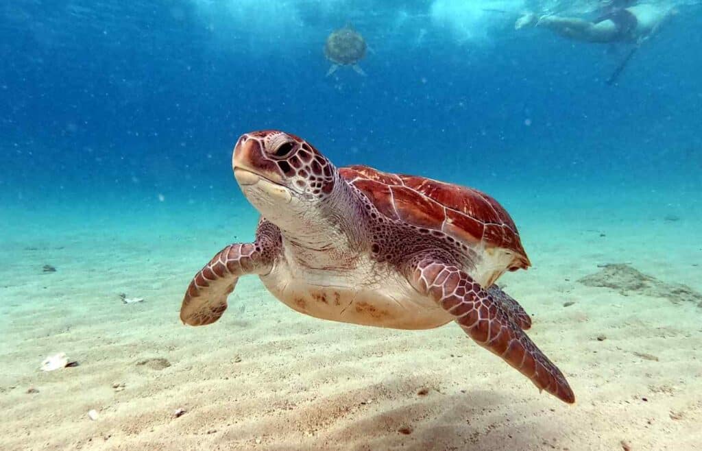 Sea turtle swimming in the ocean with human snorkeler.