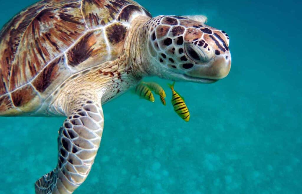 Sea Turtle swimming in the ocean with yellow fish.