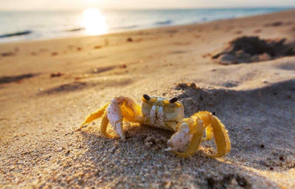 yellow crab on beach