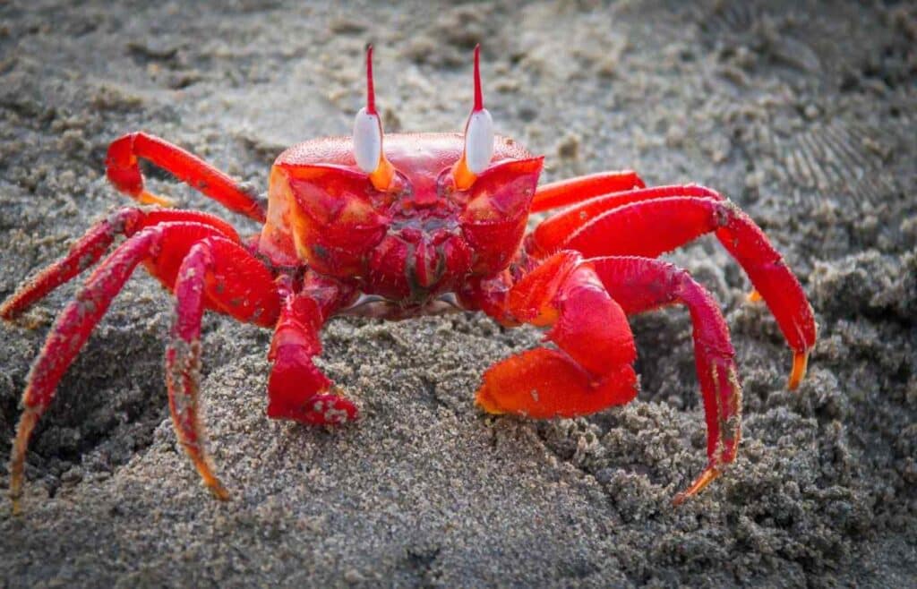 crab on beach