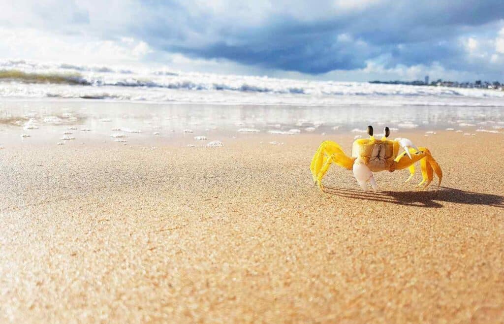 yellow crab walking on beach