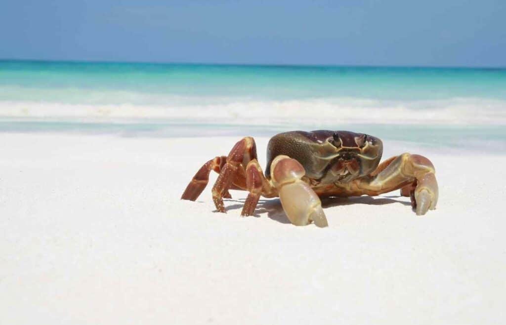 crab on beach