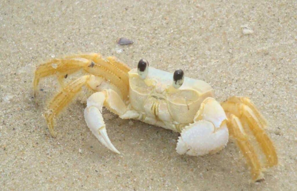 white crab on beach