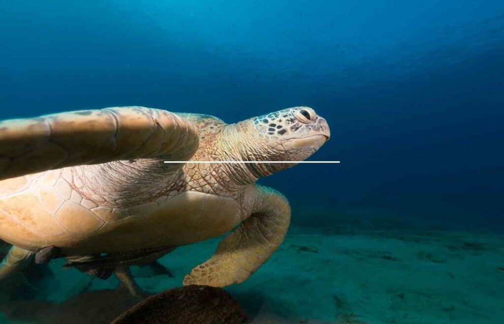 Female sea turtle swimming in the ocean.