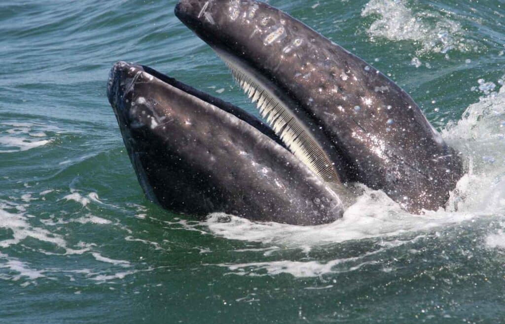 A whale's baleen plates