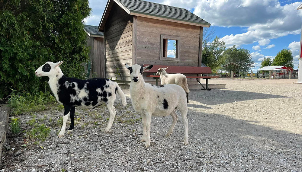 Green Meadows Petting Farm