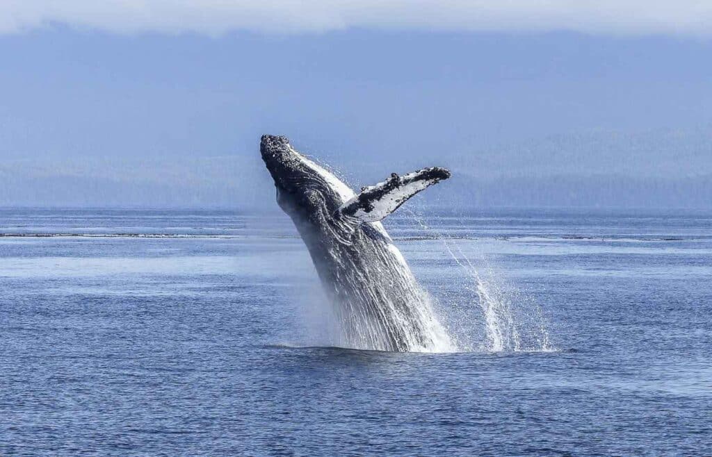 Whale jumping out of ocean water