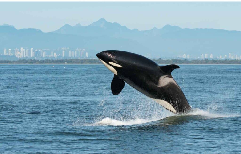 Whale jumping out of ocean