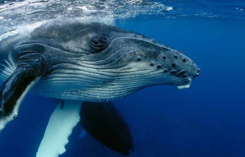 Blue whale swimming under the ocean