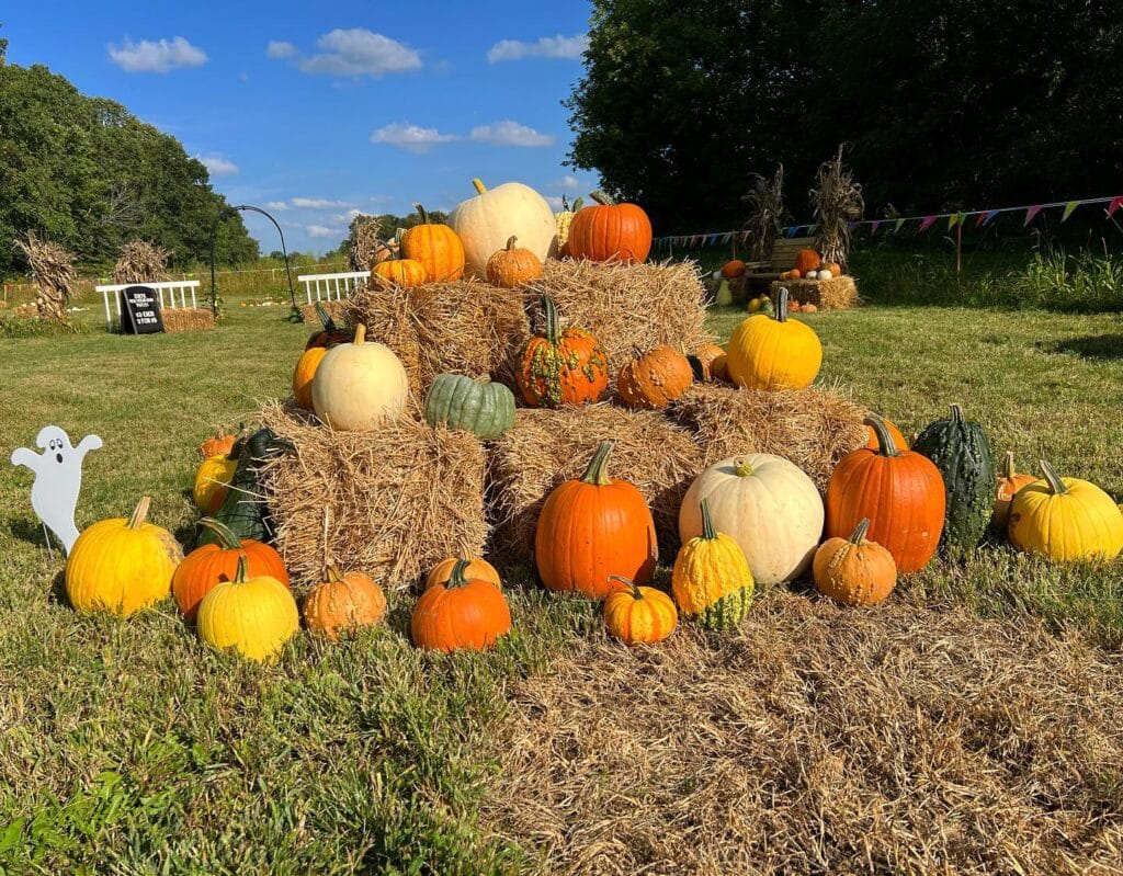 Pumpkins set on hay bales at Grappling Gardens farm.