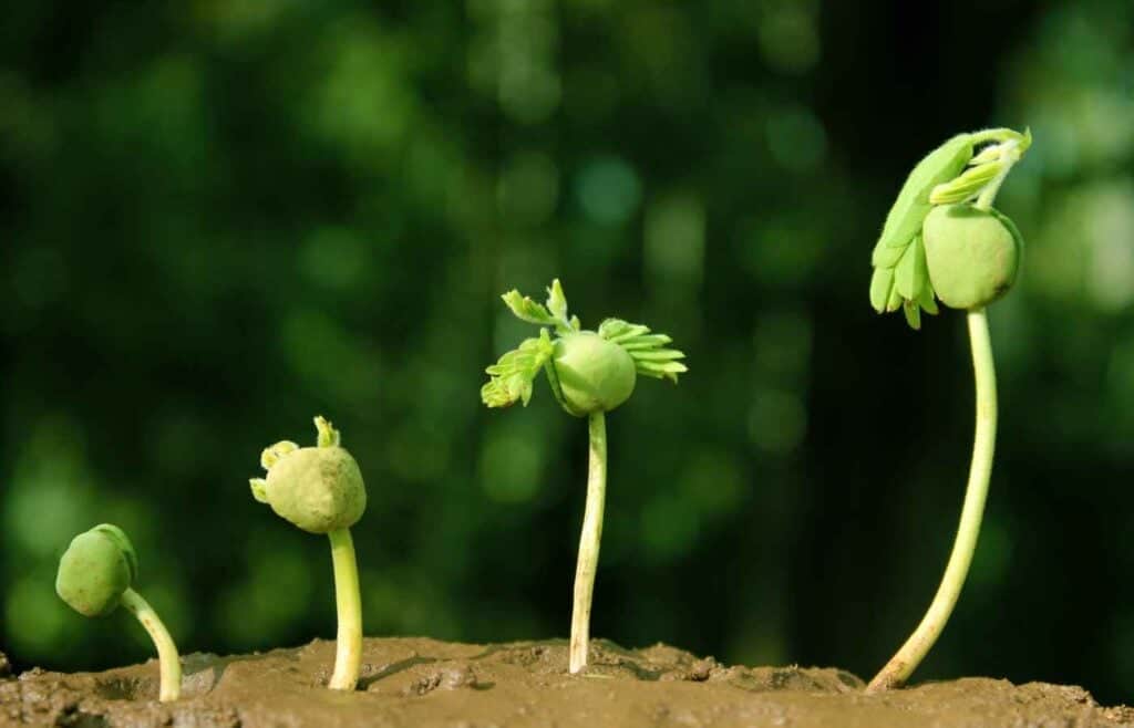 Close-up of green seedlings sprouting from soil, representing growth in a biology section for science trivia.