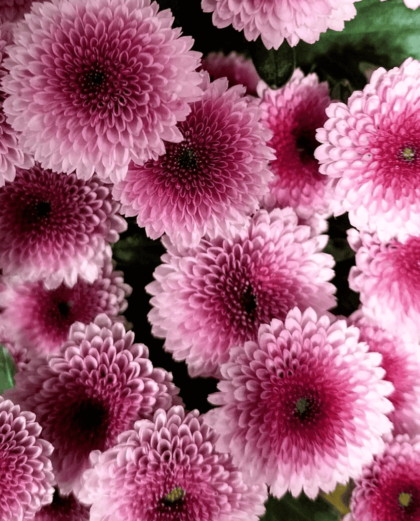 A vibrant display of chrysanthemum flowers in full bloom, showcasing a variety of colors including deep red, bright yellow, soft pink, and crisp white. 