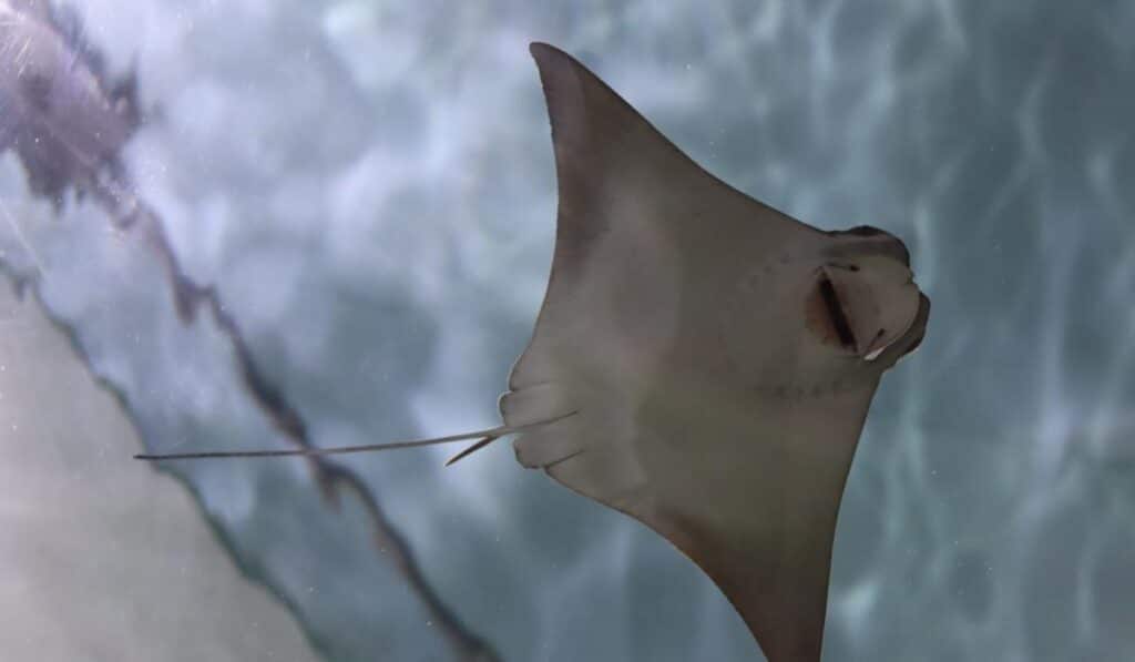 A stingray glides through the water in a bright, clear tank, showcasing its unique shape and gentle motion.