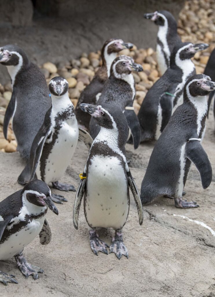 A waddle of Humboldt penguins