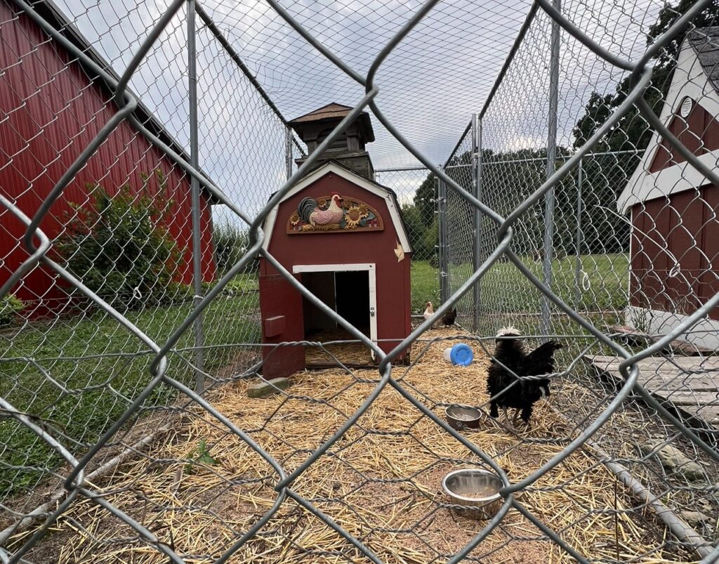 Chicken walking around at Old Homestead Orchard