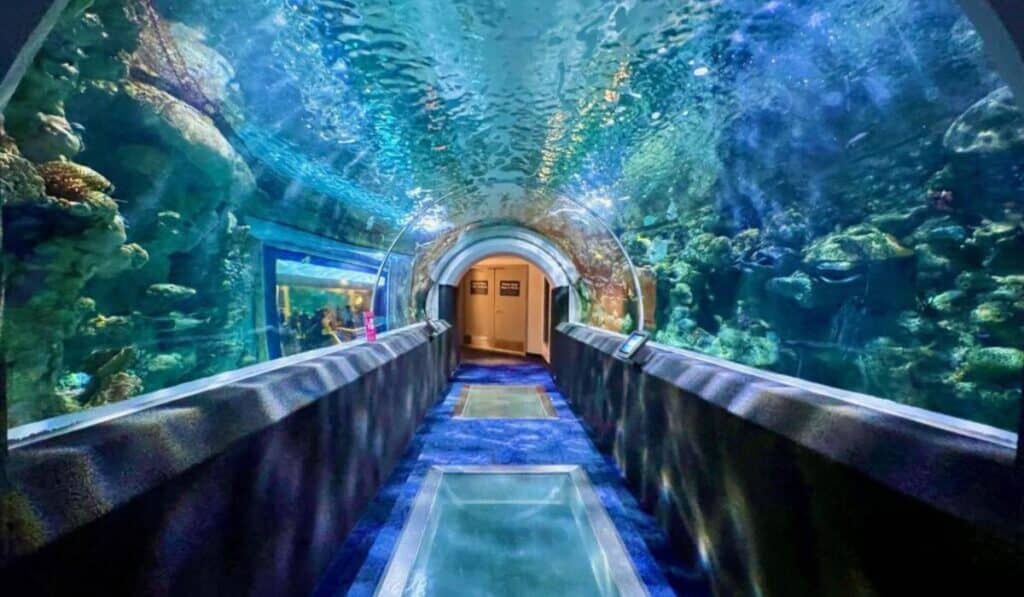  An underwater tunnel at the Reiman Aquarium, surrounded by vibrant coral reefs and fish. The arched glass allows visitors to walk beneath the water and view the marine life from multiple angles.