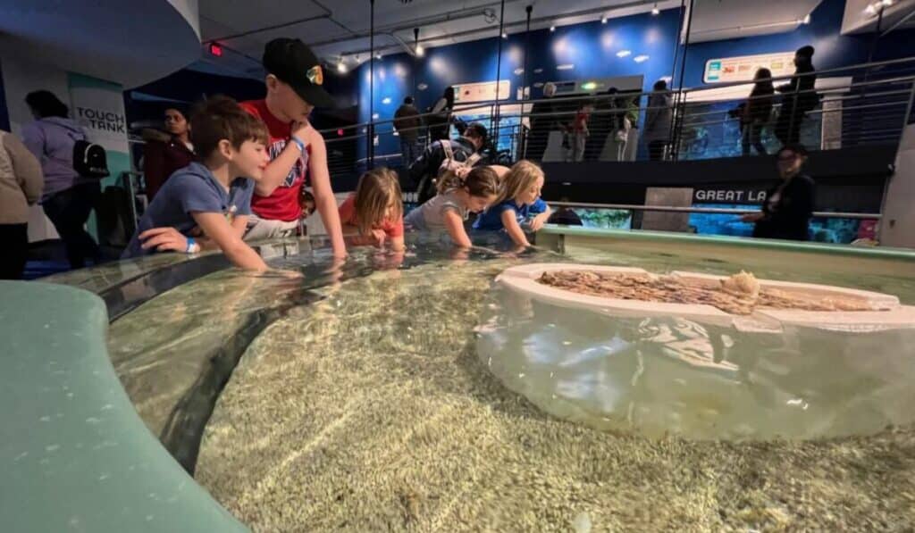 A group of children lean over the edge of the Touch Tank, reaching into the water to interact with marine animals like stingrays and sturgeon.