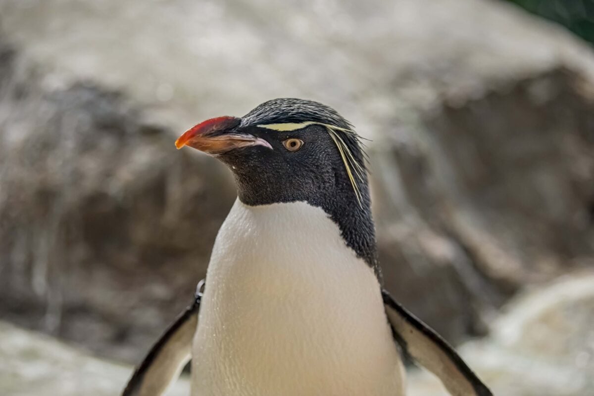 rockhopper penguin at Milwaukee County Zoo Wisconsin