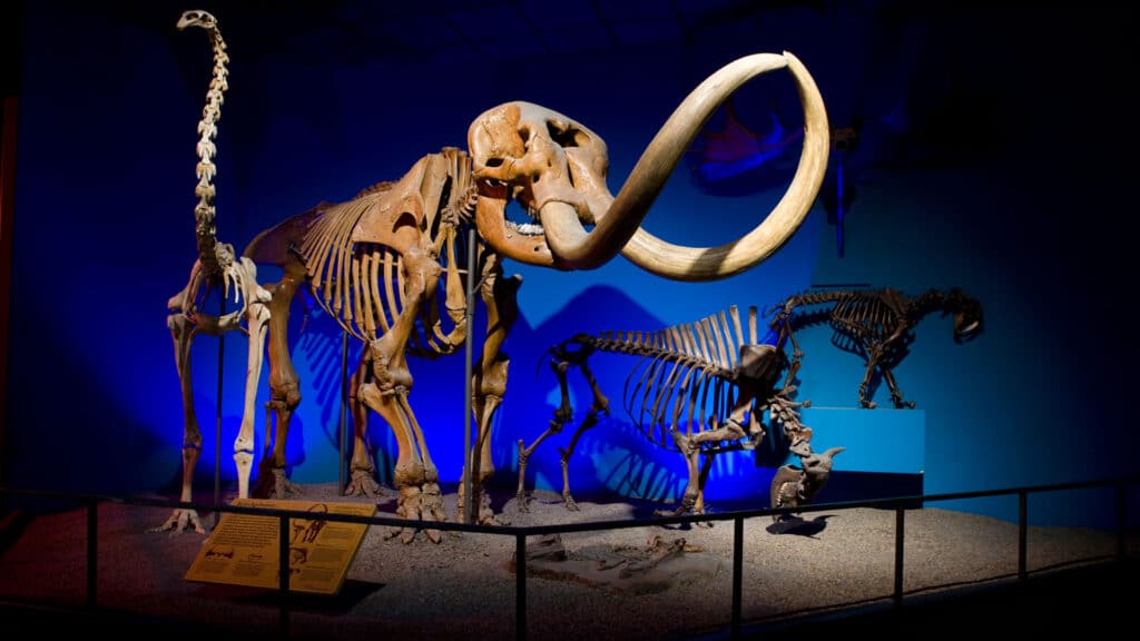 Museum ehibit of large animal fossils