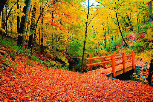 A scenic view of the Seven Bridges Trail in Milwaukee, covered with bright red and orange fall leaves, featuring a wooden bridge surrounded by colorful autumn trees.